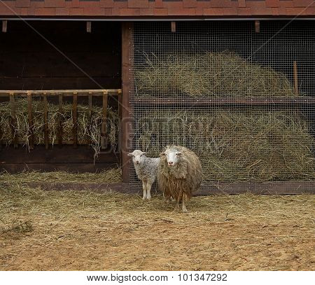 Sheep and lamb near manger at the cattle farm