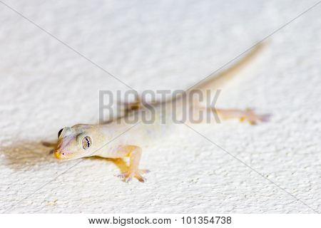 Close Up wall-lizard on yellow concrete background