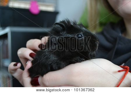 guinea pig