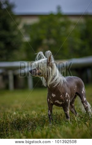 Chinese Crested Dog sitting on green grass.
