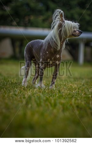 Chinese Crested Dog sitting on green grass.