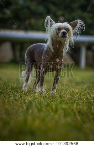 Chinese Crested Dog sitting on green grass.