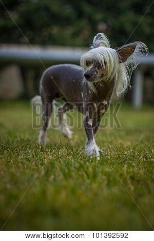 Chinese Crested Dog sitting on green grass.