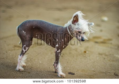 Chinese Crested Dog sitting on green grass.