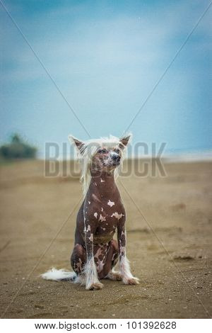 Chinese Crested Dog sitting on green grass.