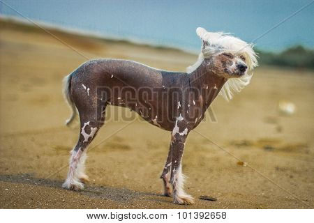 Chinese Crested Dog sitting on green grass.