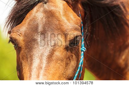 Closeup Of Majestic Graceful Brown Horse