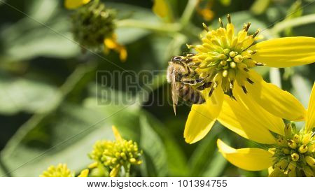 Honey Bee Climbing on Yellow Common Wingstem Blooms.