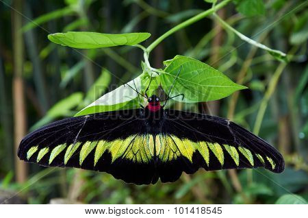 Rajah Brooke's Birdwing  Sitting On A Plant