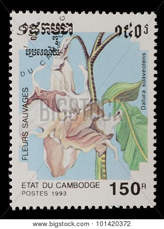 Cambodia - Circa 1993: A Stamp Printed In Cambodia Shows Angel Trumpet, Datura Suaveolens, Flower, C