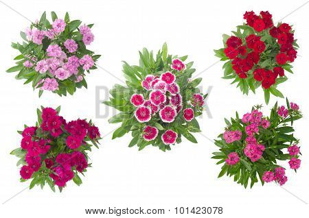 Dianthus Isolated On A White Background