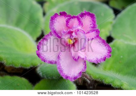 African Violet