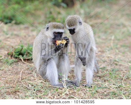 Monkey