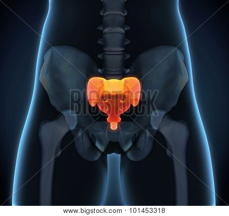 Sacrum Bone Anatomy