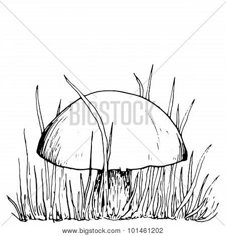 ink drawing musroom and grass