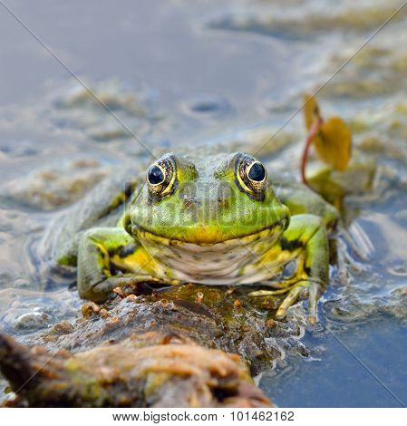 Green Frog On Green Leaves On The Lake