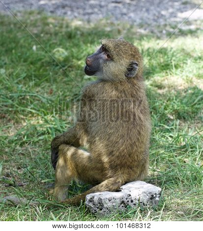 The Funny Baboon's Close-up