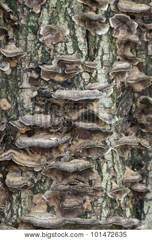 Timber Fungus