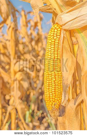 Corn Field