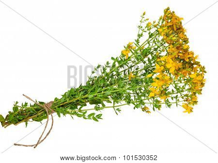 Medicinal plant: Hypericum perforatum. St. John's wort