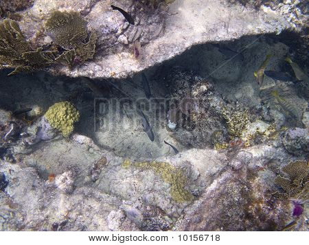 Barriera corallina
