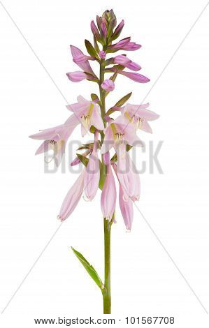 Hosta (Funkia or Plantain Lily) Flower Spike On White Background