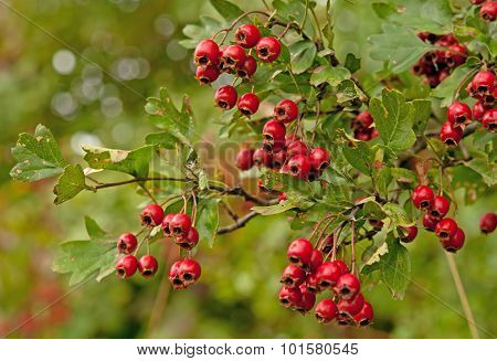 Ripe Hawthorn