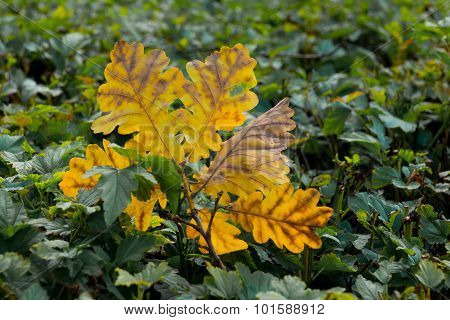 Autumn leaf