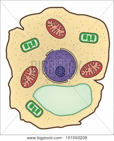 Vector illustration of Plant cell structure anatomy of cell.