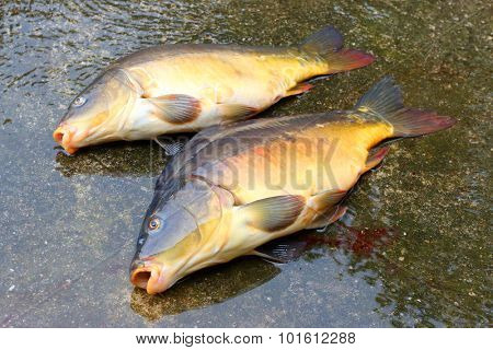 Fishing catch. The Common Carp ( Cyprinus Carpio ). In Central Europe ( Poland and Czech Republic ), fish is a traditional part of a Christmas Eve dinner. 