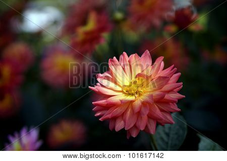Beautiful Colorful Chrysanthemum Flower In Garden, Chiang Mai, Thailand
