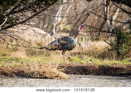 Texas Turkey Walking