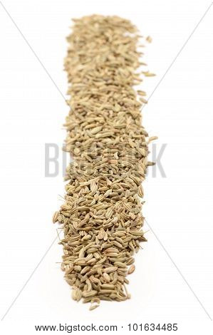 Row of Organic Fennel seed.