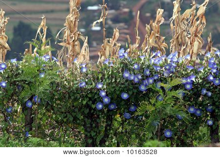 Fiori