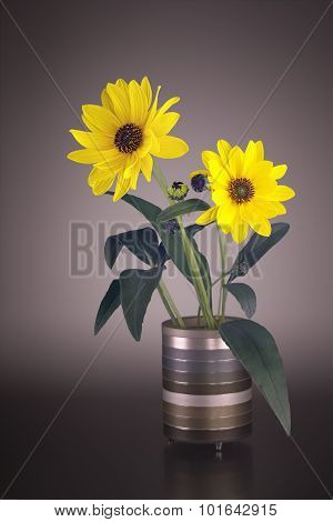 Arnica Blossoms In A Vase