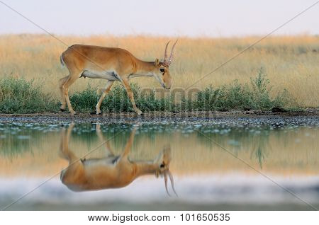 Wild Male Saiga Antelope Near Watering In Steppe