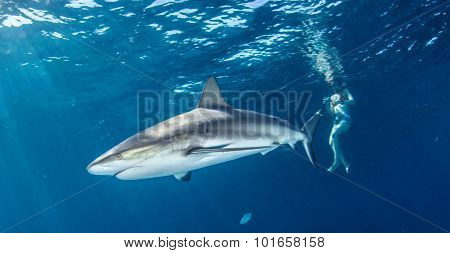Shark diving