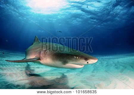 Shark diving