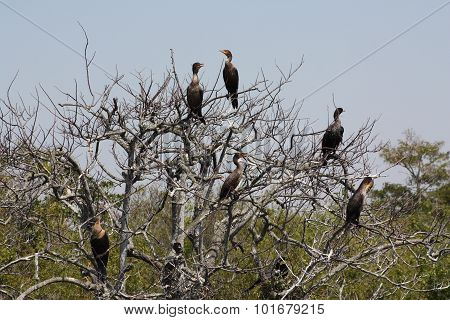 anhinga tree