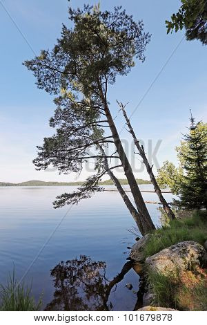Landscape With Tree Growing Over Lake