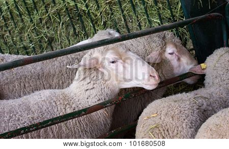 Sheep In The Pen