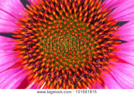 Color