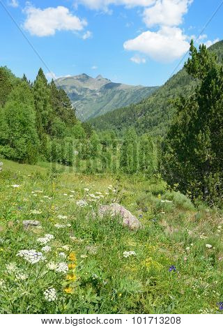 Alpine meadow covered with forest and flowers