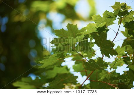 green tree brances frame corner  with blue sky and sun flare in background
