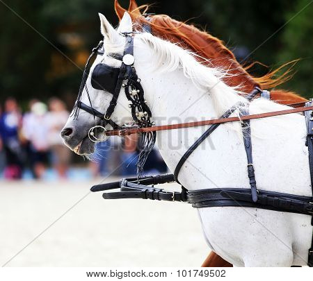 Group Of Horses Towing A Carriage Summertime