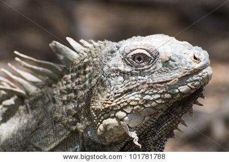Iguana Portait