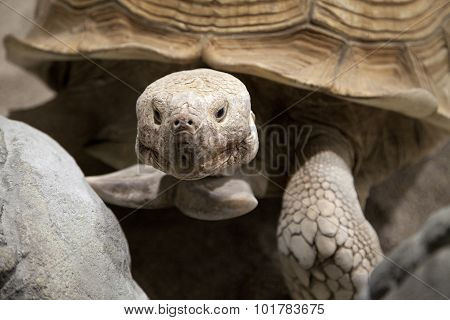 Land Tortoise
