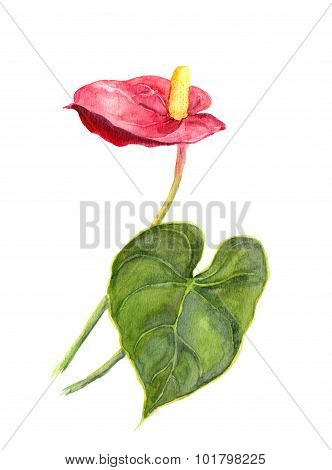 Exotic Flower - Anthurium. Watercolor