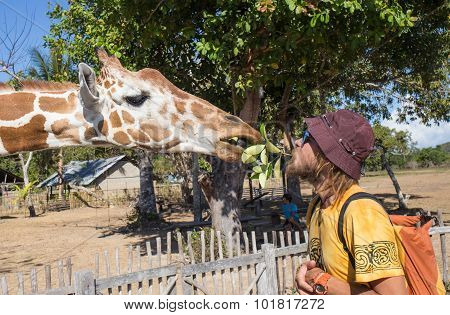 Giraffes in Kruger park South Africa