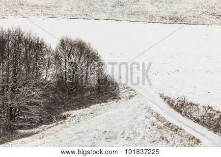 Trees In Field Covered By Snow. Winter Scenery